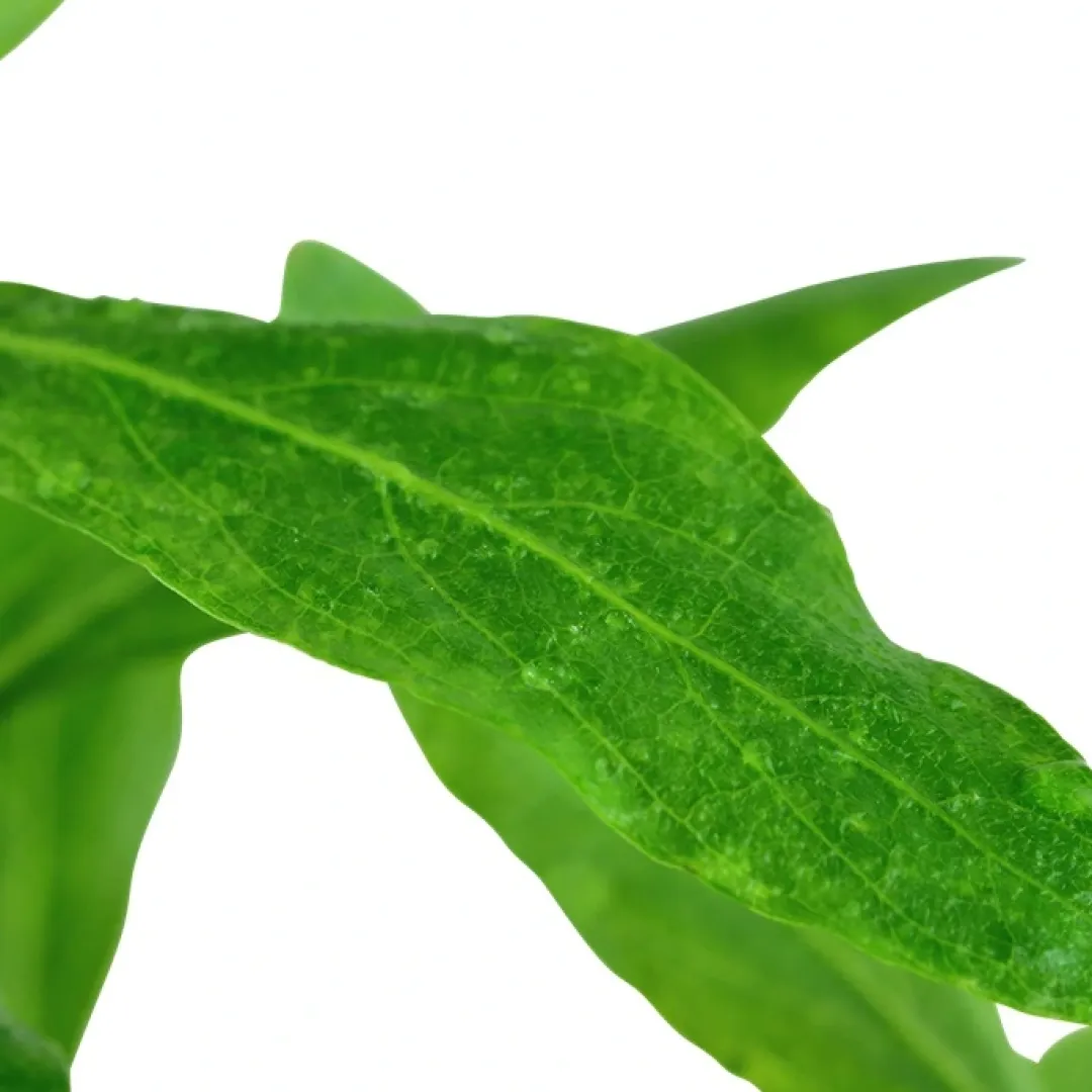 Tropica Akvarieplanter Tropica Akvarieplante i potte Hygrophila polysperma
