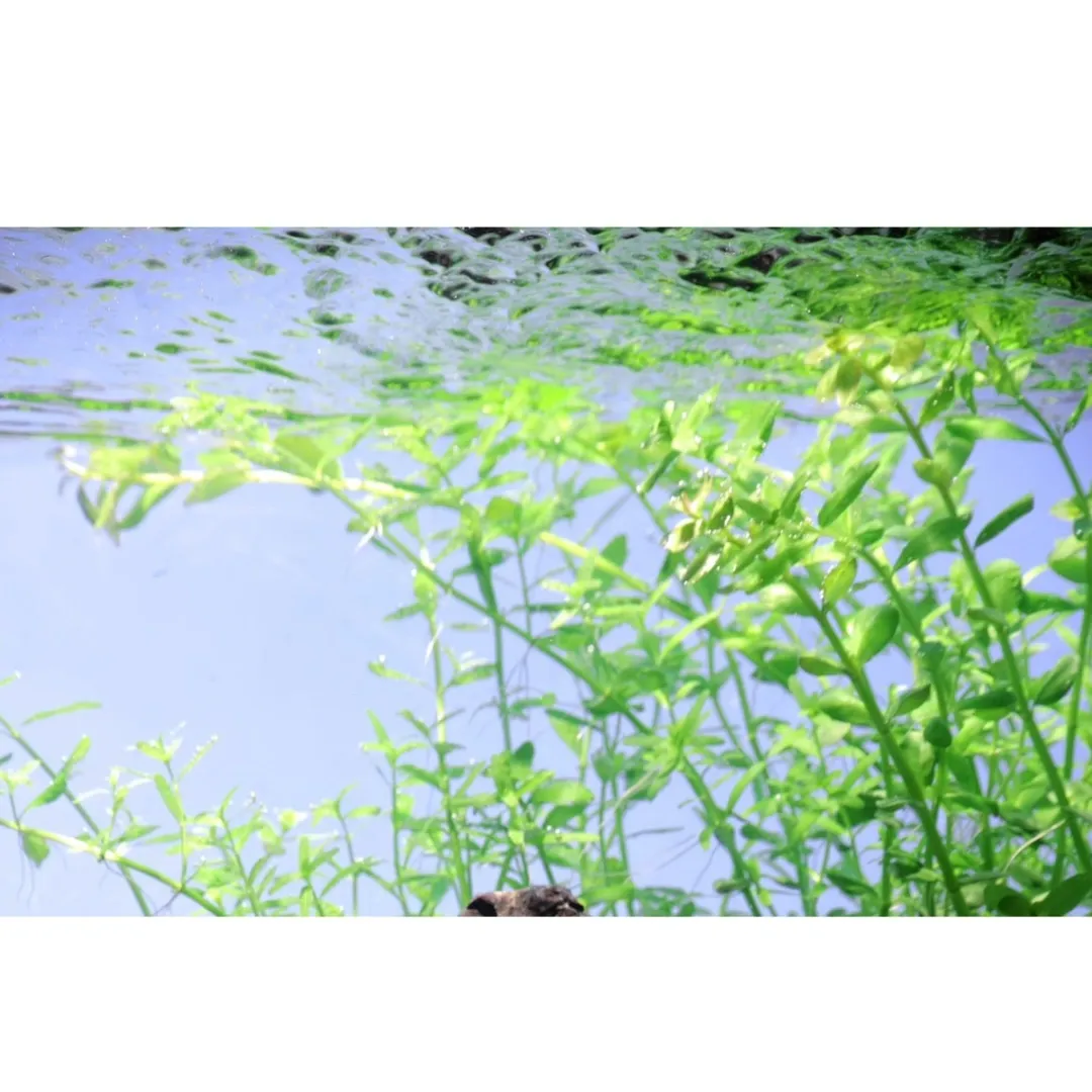 Tropica Akvarieplanter Tropica Akvarieplante i potte Micranthemum umbrosum