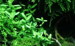 Tropica Akvarieplanter Tropica Akvarieplante i potte Bacopa monnieri Compact