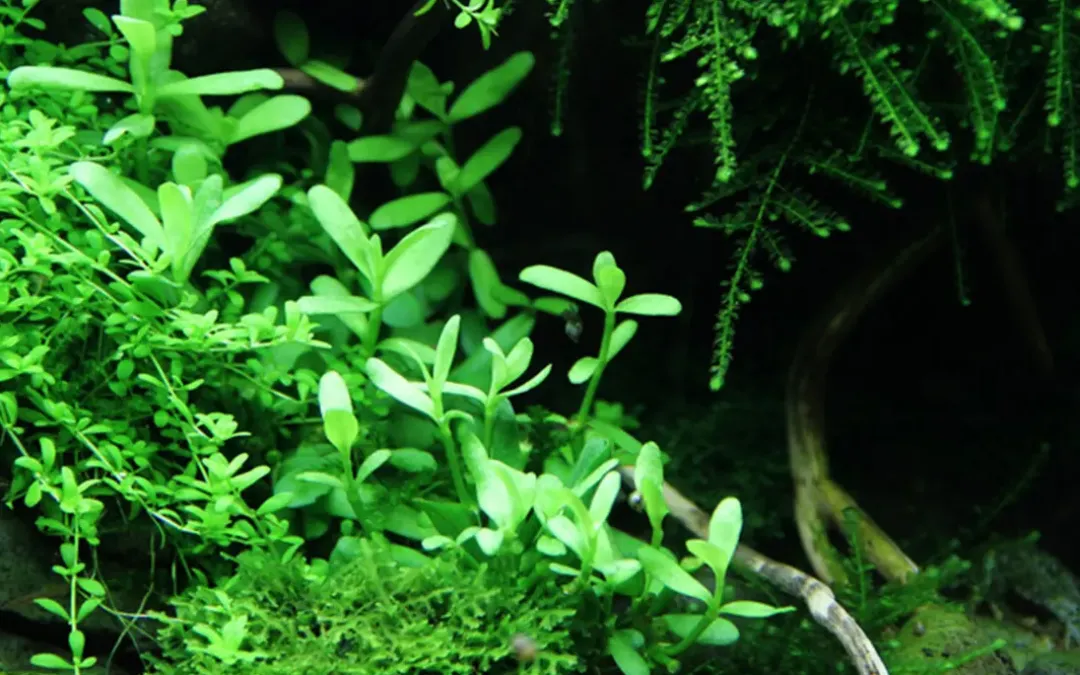 Tropica Akvarieplanter Tropica Akvarieplante i potte Bacopa monnieri Compact