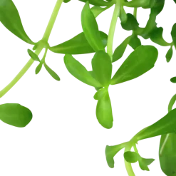 Tropica Akvarieplanter Tropica Akvarieplante i potte Bacopa monnieri Compact
