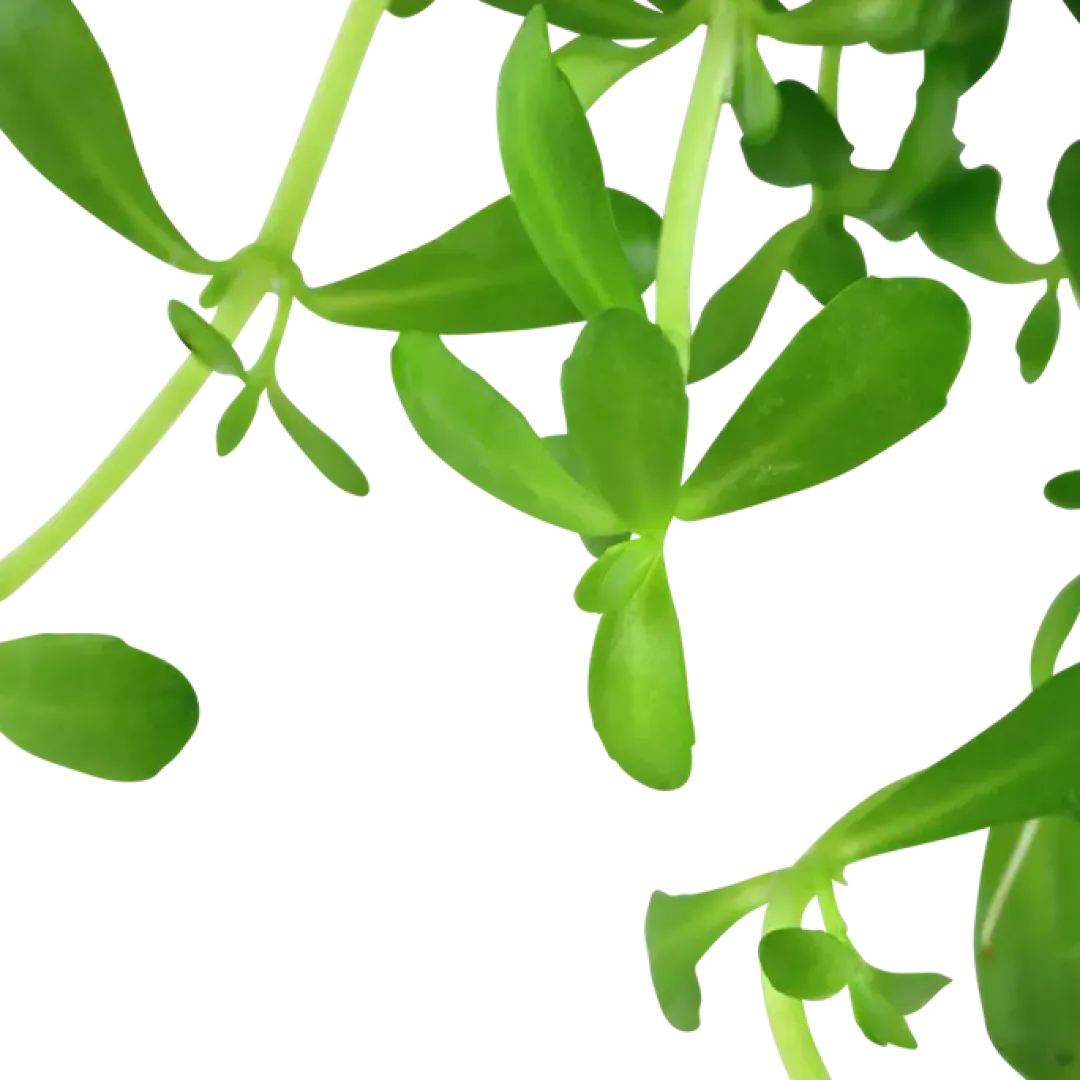 Tropica Akvarieplanter Tropica Akvarieplante i potte Bacopa monnieri Compact