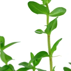 Tropica Akvarieplanter Tropica Akvarieplante i potte Bacopa caroliniana