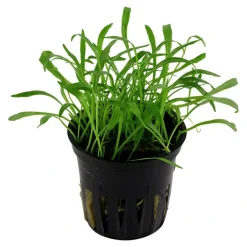 Tropica Akvarieplanter Tropica Akvarieplante i potte Lilaeopsis brasiliensis