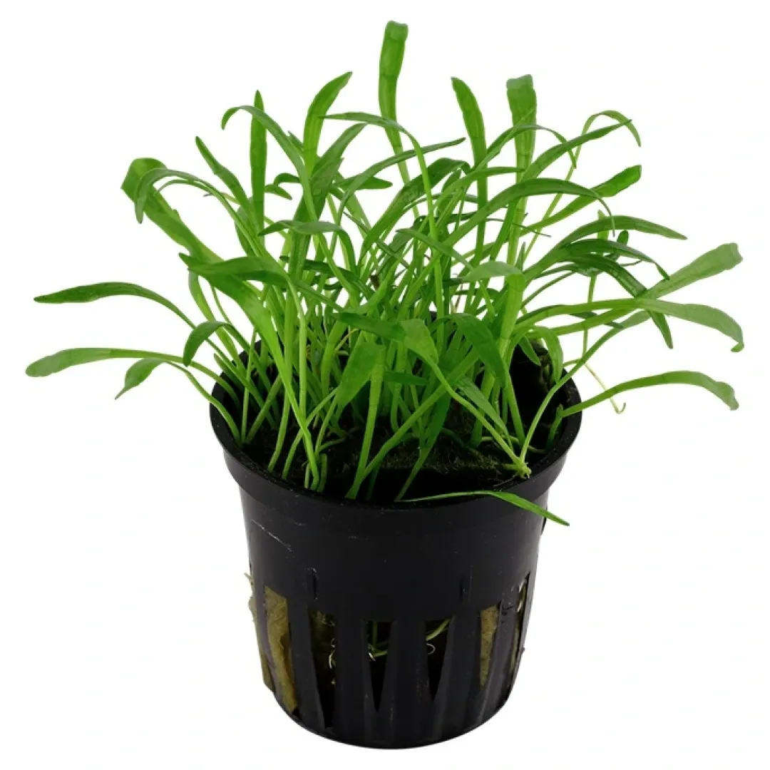 Tropica Akvarieplanter Tropica Akvarieplante i potte Lilaeopsis brasiliensis