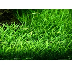 Tropica Akvarieplanter Tropica Akvarieplante i potte Lilaeopsis brasiliensis
