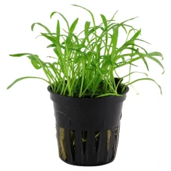 Tropica Akvarieplanter Tropica Akvarieplante i potte Lilaeopsis brasiliensis