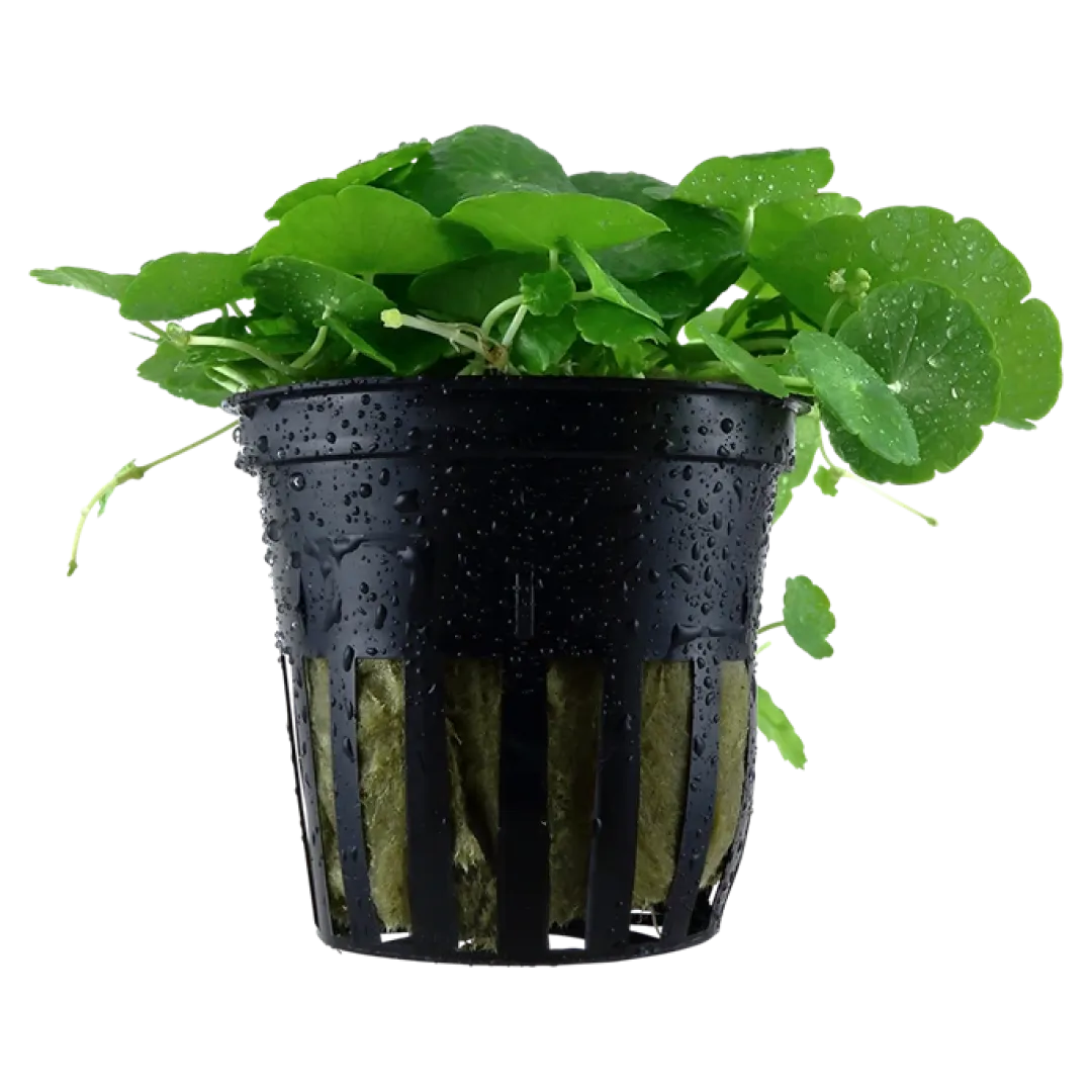 Tropica Akvarieplanter Tropica Akvarieplante i potte Hydrocotyle verticillata