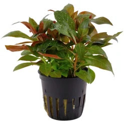Tropica Akvarieplanter Tropica Akvarieplante i potte Ludwigia glandulosa