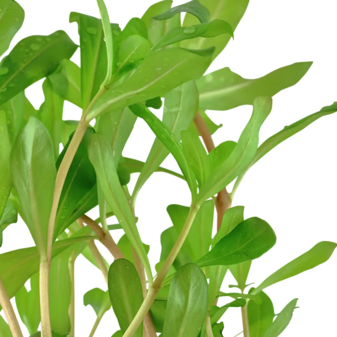 Tropica Akvarieplanter Tropica Akvarieplante i potte Ammannia crassicaulis