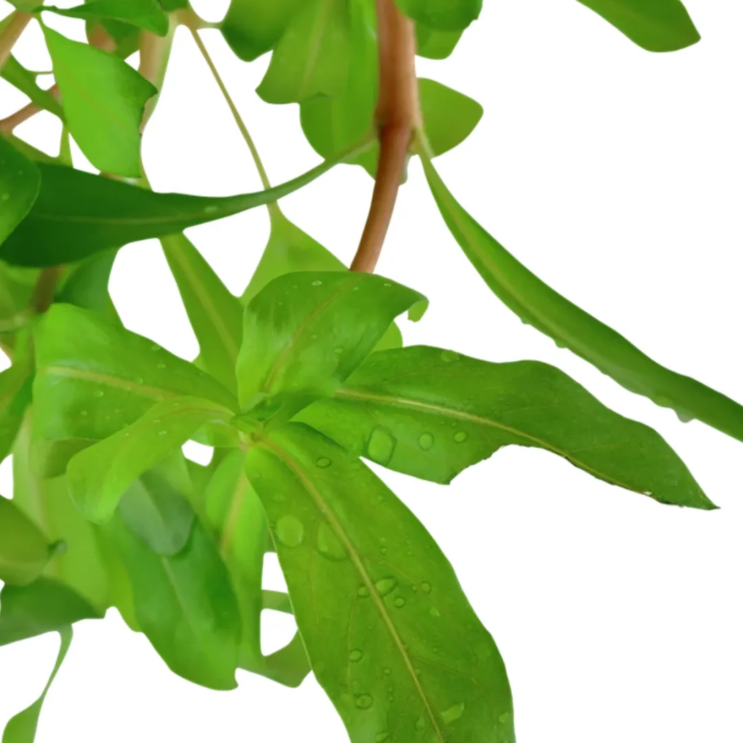 Tropica Akvarieplanter Tropica Akvarieplante i potte Ammannia crassicaulis