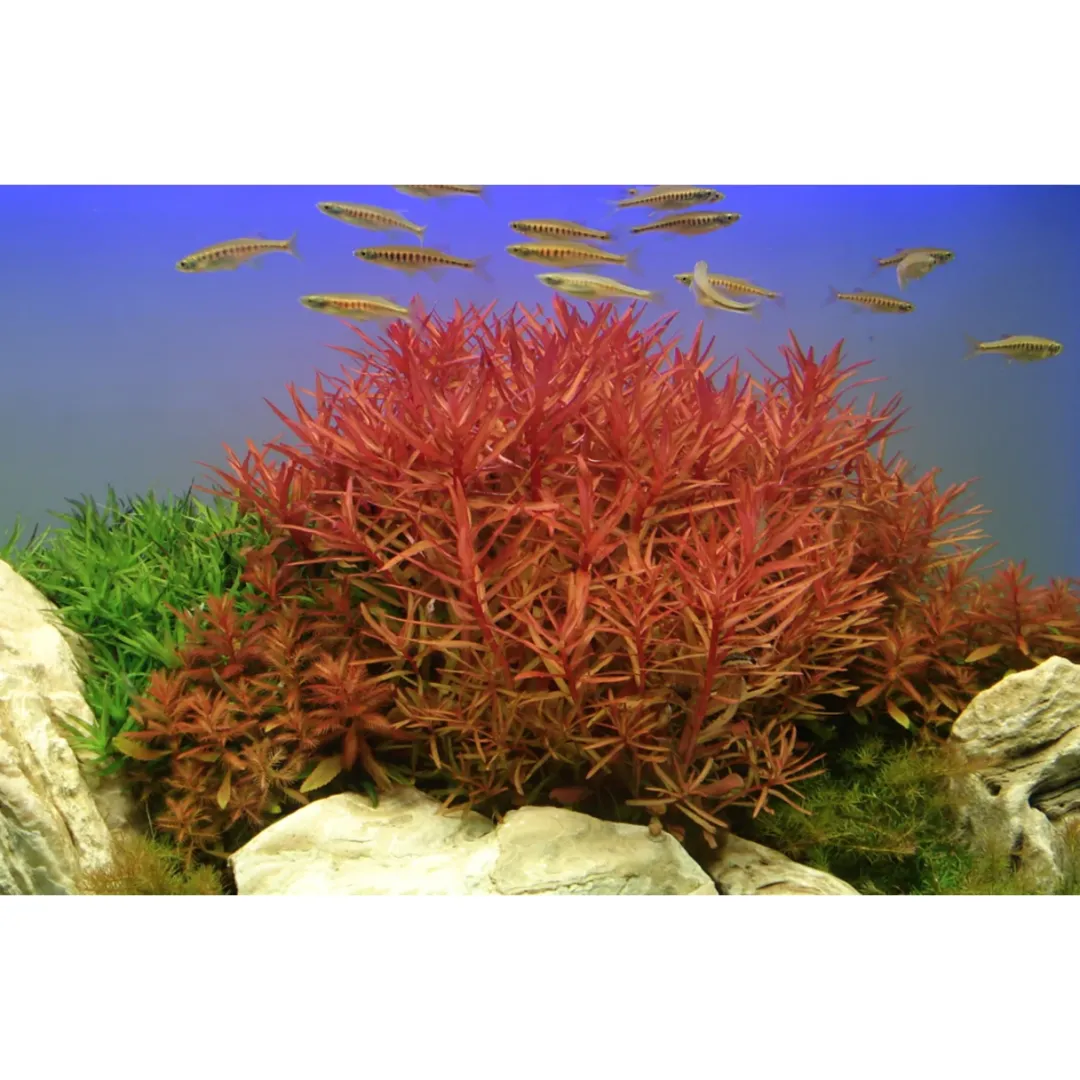 Tropica Akvarieplanter Tropica Akvarieplante i potte Ammannia crassicaulis