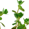 Tropica Akvarieplanter Tropica Akvarieplante i potte Rotala rotundifolia