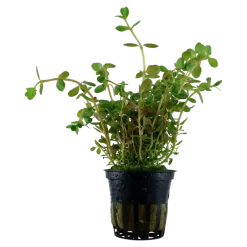 Tropica Akvarieplanter Tropica Akvarieplante i potte Rotala rotundifolia