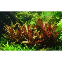 Tropica Akvarieplanter Tropica Akvarieplante i potte Alternanthera reineckii Pink