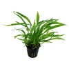 Tropica Akvarieplanter Tropica Akvarieplante i potte Microsorum pteropus Narrow
