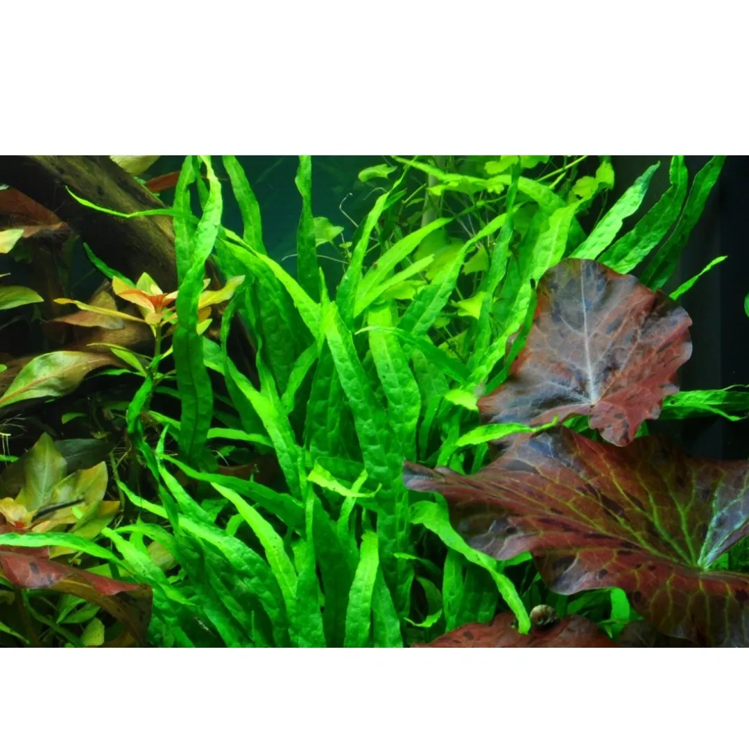 Tropica Akvarieplanter Tropica Akvarieplante i potte Microsorum pteropus Narrow