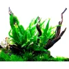 Tropica Akvarieplanter Tropica Akvarieplante i potte Microsorum pteropus