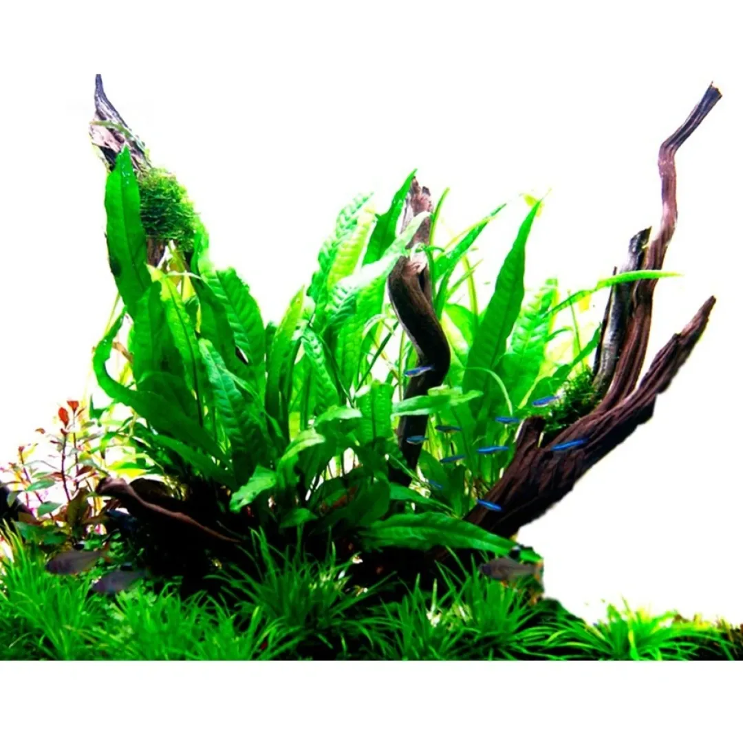Tropica Akvarieplanter Tropica Akvarieplante i potte Microsorum pteropus