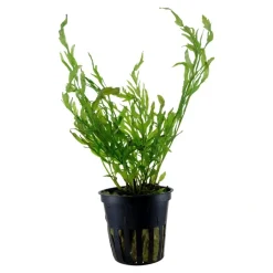 Tropica Akvarieplanter Tropica Akvarieplante i potte Bolbitis heudelotii