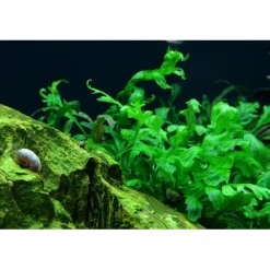 Tropica Akvarieplanter Tropica Akvarieplante i potte Bolbitis heudelotii