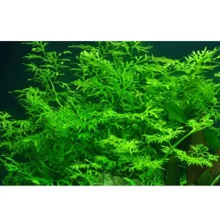 Tropica Akvarieplanter Tropica Akvarieplante i potte Ceratopteris thalictroides