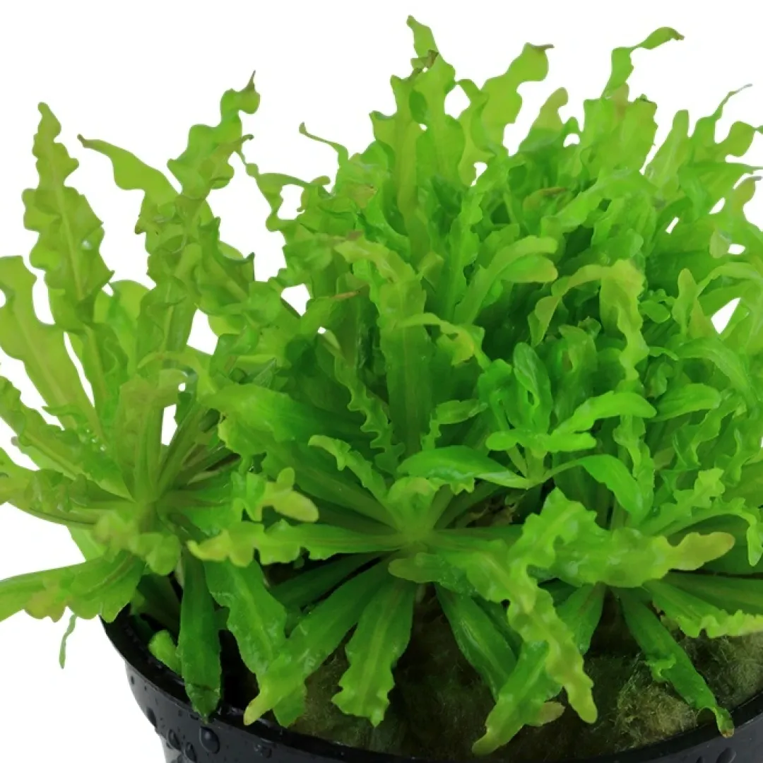Tropica Akvarieplanter Tropica Akvarieplante i potte Pogostemon helferi