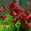 Tropica Akvarieplanter Tropica Akvarieplante i potte Ludwigia repens Rubin