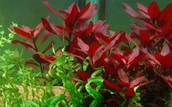 Tropica Akvarieplanter Tropica Akvarieplante i potte Ludwigia repens Rubin