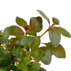 Tropica Akvarieplanter Tropica Akvarieplante i potte Ludwigia repens Rubin