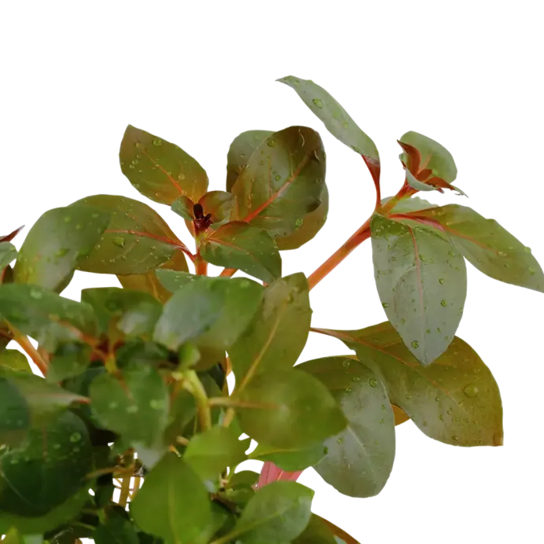 Tropica Akvarieplanter Tropica Akvarieplante i potte Ludwigia repens Rubin