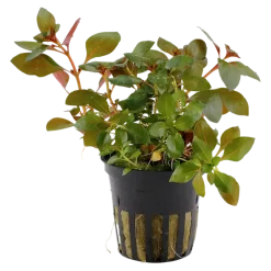 Tropica Akvarieplanter Tropica Akvarieplante i potte Ludwigia repens Rubin