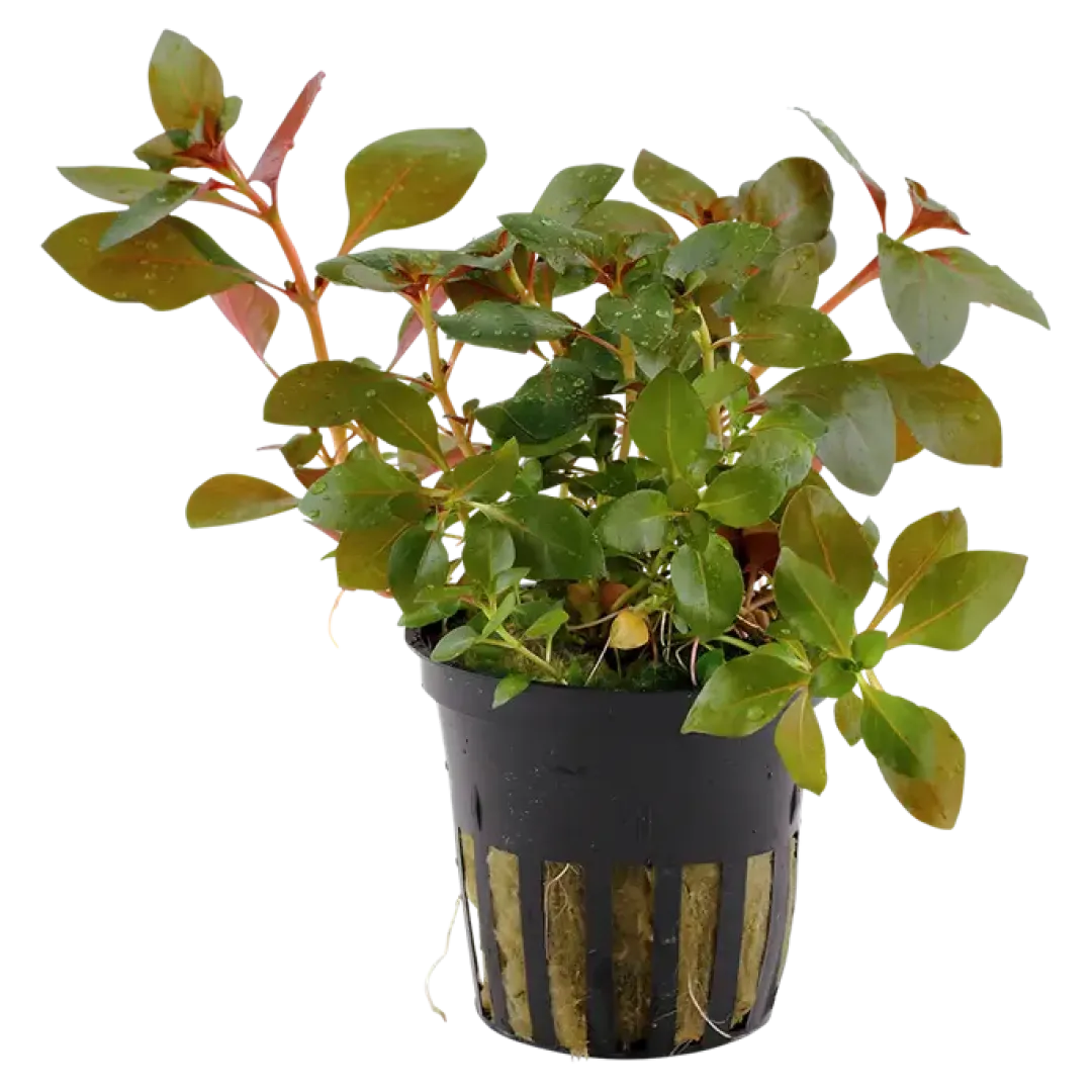 Tropica Akvarieplanter Tropica Akvarieplante i potte Ludwigia repens Rubin