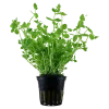 Tropica Akvarieplanter Tropica Akvarieplante i potte Lindernia rotundifolia
