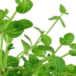 Tropica Akvarieplanter Tropica Akvarieplante i potte Lindernia rotundifolia