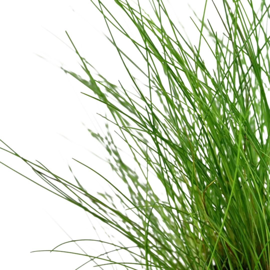 Tropica Akvarieplanter Tropica Akvarieplante ipotte Eleocharis parvula