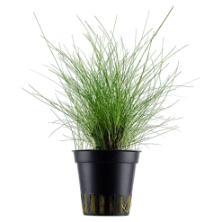 Tropica Akvarieplanter Tropica Akvarieplante ipotte Eleocharis parvula