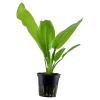 Tropica Akvarieplanter Tropica Akvarieplante i potte Echinodorus cordifolius fluitans