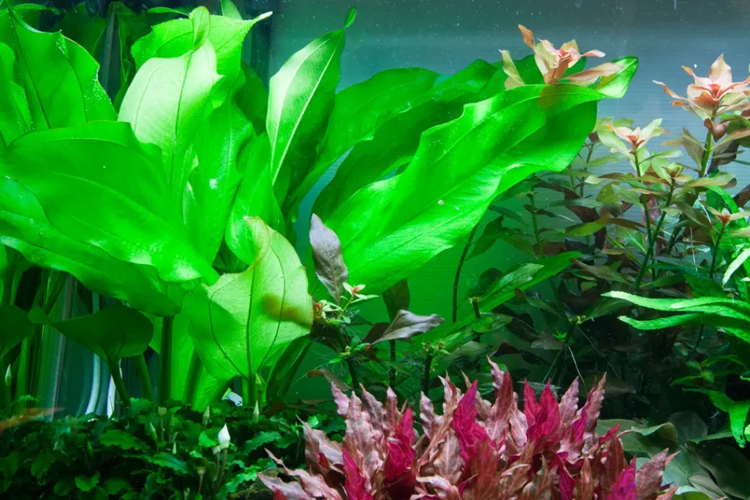 Tropica Akvarieplanter Tropica Akvarieplante i potte Echinodorus cordifolius fluitans