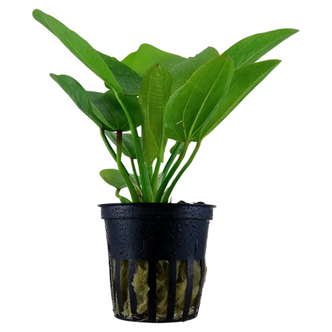 Tropica Akvarieplanter Tropica Akvarieplante i potte Echinodorus Aquartica