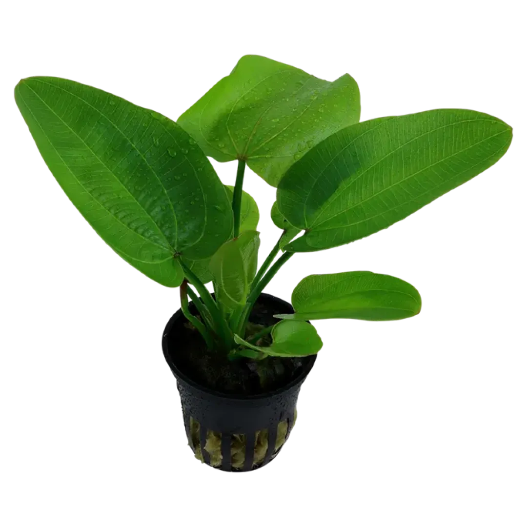 Tropica Akvarieplanter Tropica Akvarieplante i potte Echinodorus Aquartica