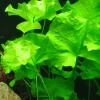 Tropica Akvarieplanter Tropica Akvarieplante i potte Nymphoides hydrophylla Taiwan