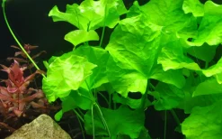 Tropica Akvarieplanter Tropica Akvarieplante i potte Nymphoides hydrophylla Taiwan
