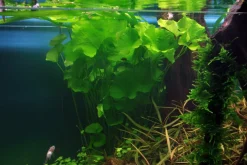 Tropica Akvarieplanter Tropica Akvarieplante i potte Nymphoides hydrophylla Taiwan
