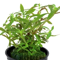 Tropica Akvarieplanter Tropica Akvarieplante i potte Limnophila hippuridoides