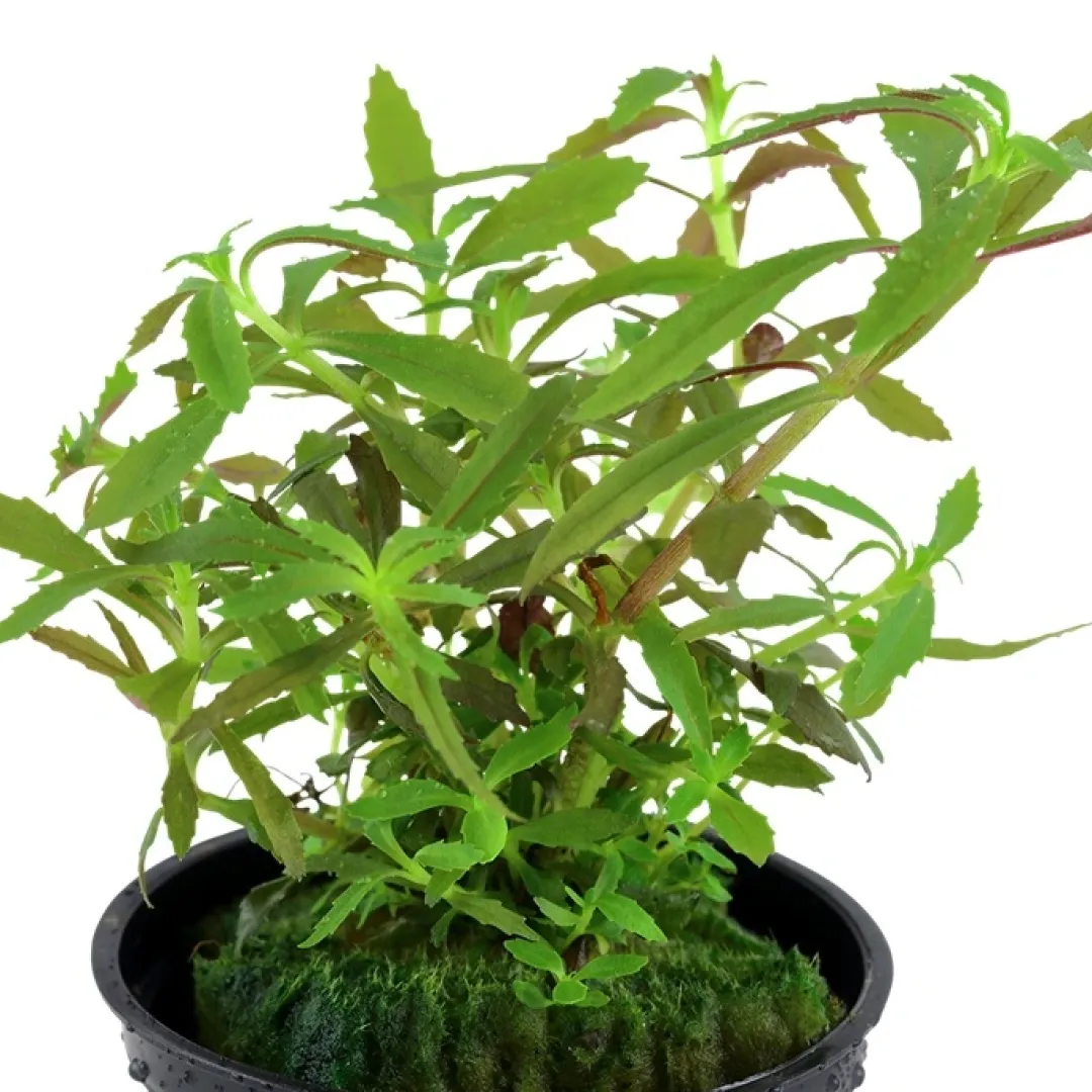 Tropica Akvarieplanter Tropica Akvarieplante i potte Limnophila hippuridoides