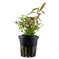 Tropica Akvarieplanter Tropica Akvarieplante i potte Limnophila hippuridoides
