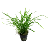 Tropica Akvarieplanter Tropica Akvarieplante i potte Microsorum pteropus Trident