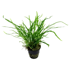 Tropica Akvarieplanter Tropica Akvarieplante i potte Microsorum pteropus Trident
