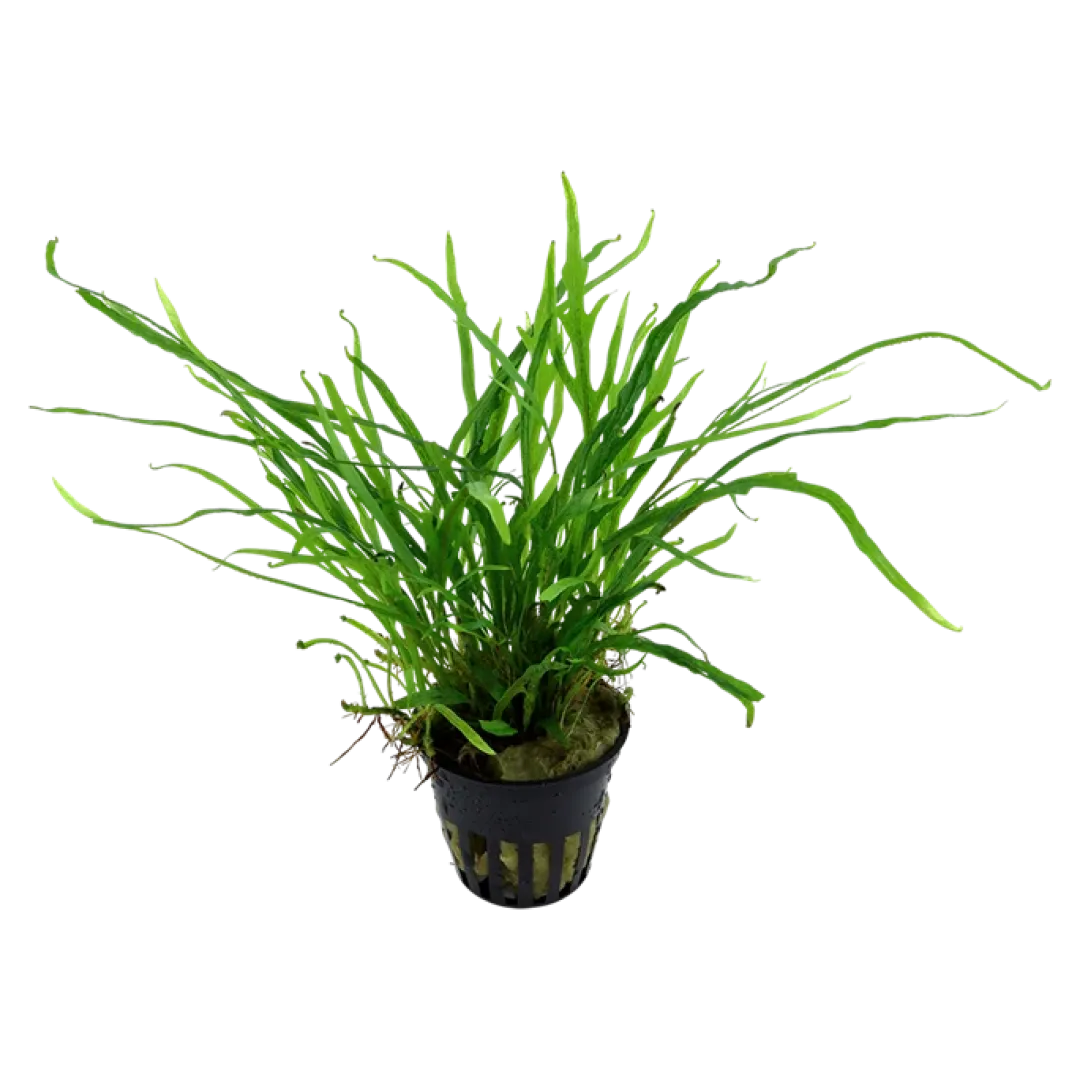 Tropica Akvarieplanter Tropica Akvarieplante i potte Microsorum pteropus Trident